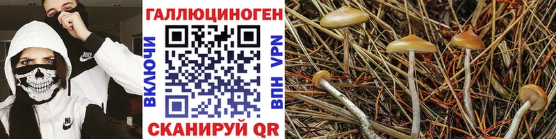Галлюциногенные грибы GOLDEN TEACHER  Чехов 